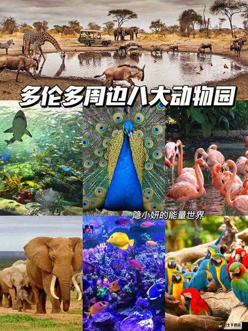 有趣的动物园类：能播放的 Zoo 类带来别样精彩体验